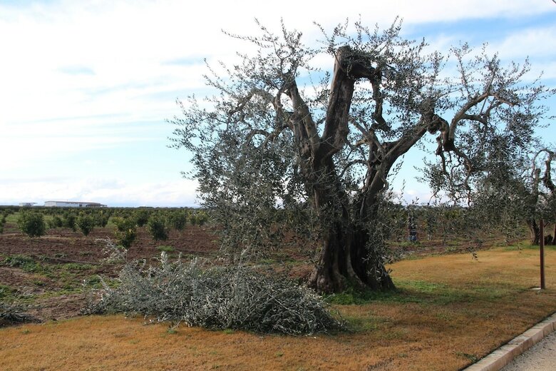 Agroturismo Agrumare Farm Holiday
