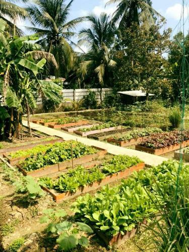 Bed & Breakfast Coco Land Homestay