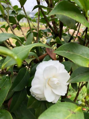 Villa Rose Garden