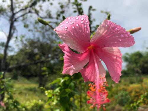 Villa Rose Garden