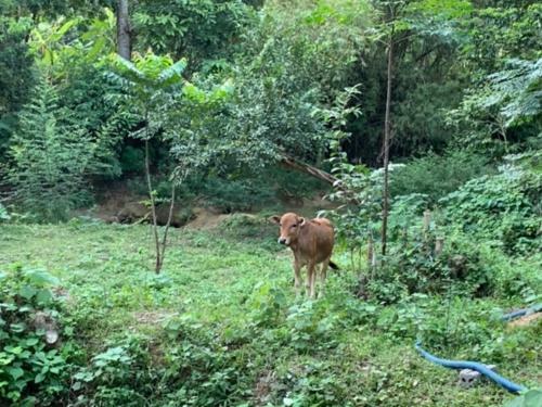 Mai Chau Family Homestay
