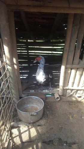 Mai Chau Family Homestay