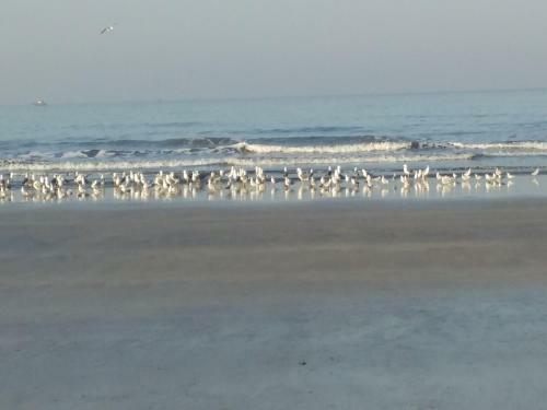 Hotel Whistling Waves Beach Resort