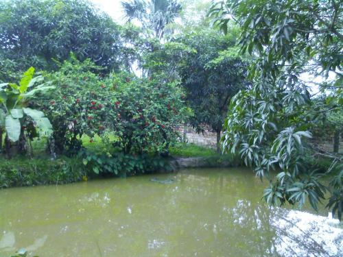 Bed & Breakfast Amazonia Guest House
