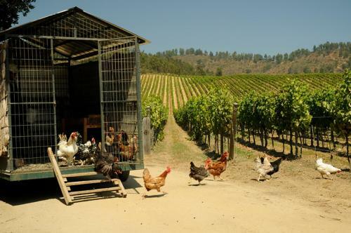 Agroturismo La Casona At Matetic Vineyards