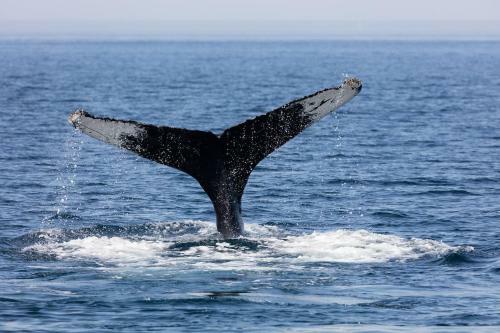 Apartamento Rated For Best Value In Cabo! Nautical 1br Suite