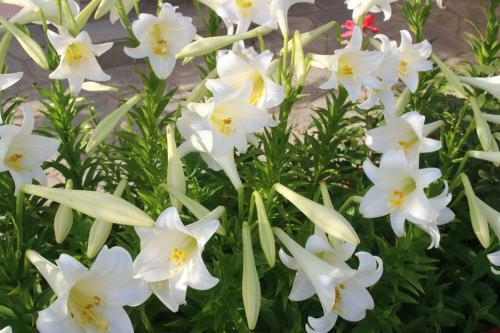 Apartamento Panorama House