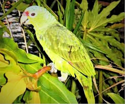 Hotel Lakegardens & Ecotours