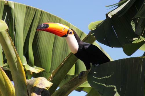 Bed & Breakfast Pantanal Ranch Meia Lua