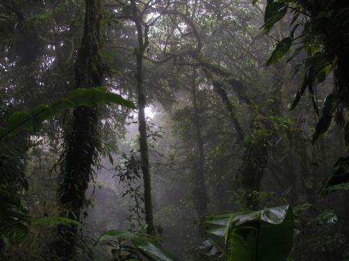 Lodge Anaconda Amazon Island