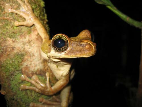 Lodge Anaconda Amazon Island