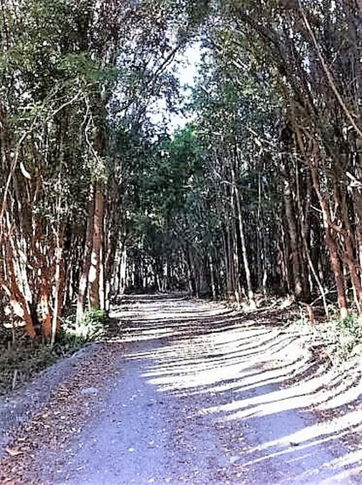 Caba�as Ensenada Bosque Nativo