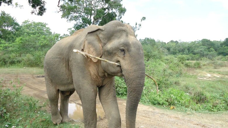 Heina Nature Resort & Yala Safari