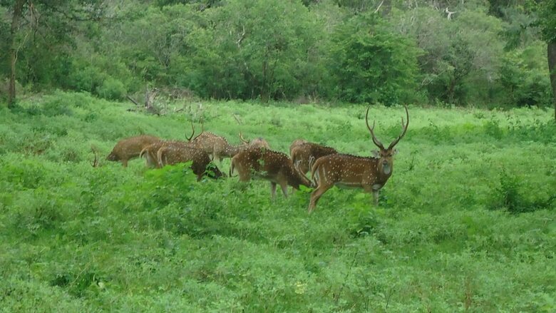 Heina Nature Resort & Yala Safari