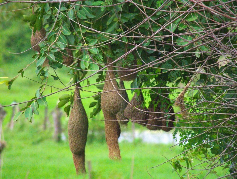 Heina Nature Resort & Yala Safari