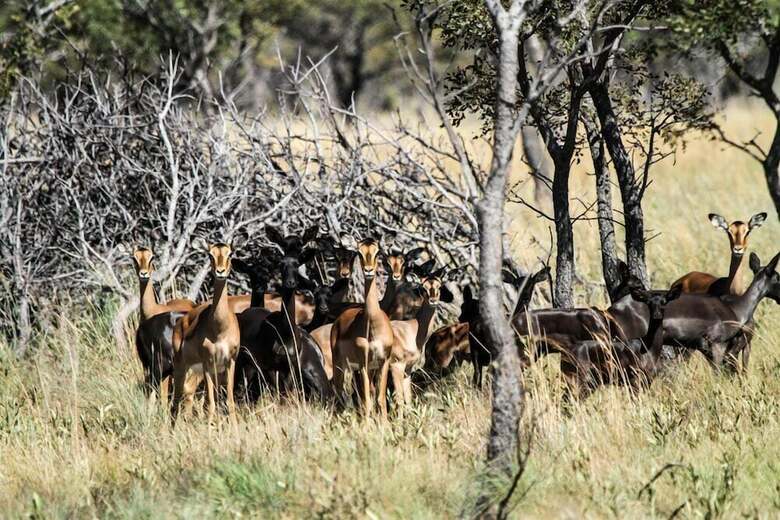 Hotel Lejwe La Metsi Game Farm Pty Ltd
