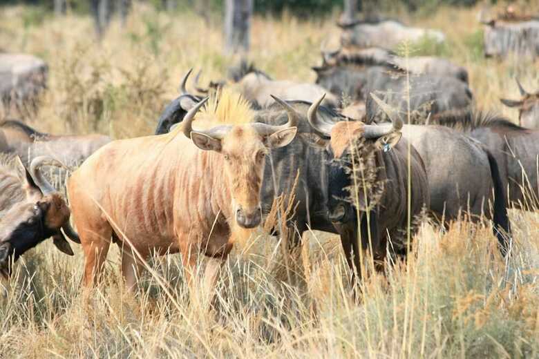 Hotel Lejwe La Metsi Game Farm Pty Ltd