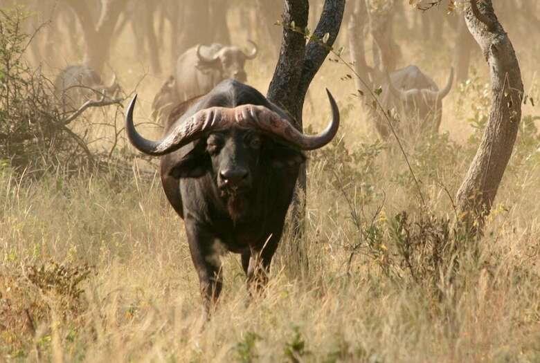 Hotel Lejwe La Metsi Game Farm Pty Ltd