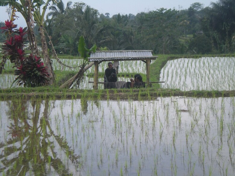 Hotel Tepi Sawah Lodge
