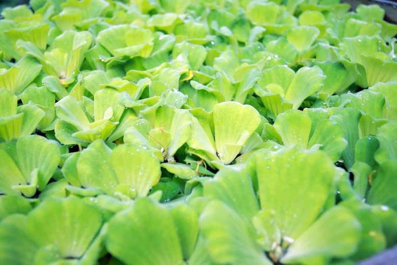 Hotel Ninh Binh Family Homestay