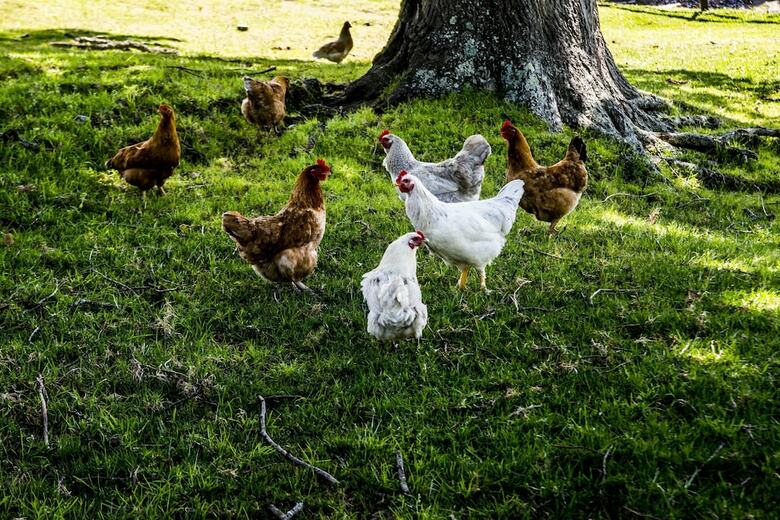 High Season Farm
