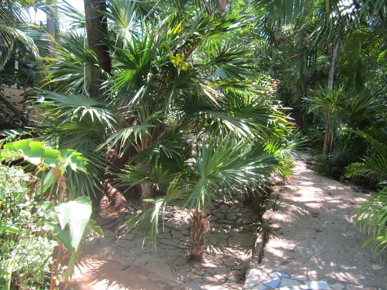 Posada Coconut Tree West End