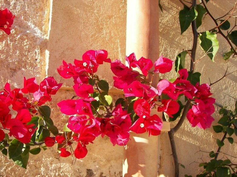 Agroturismo Son Capellot