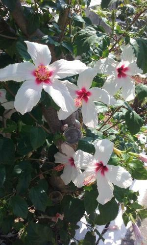 Mariliza Beach Hotel