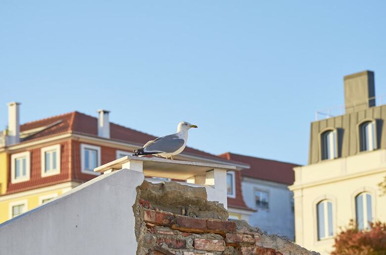 Lisbon Five Stars Apartments - Bica 246