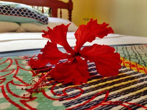 Cow Bay Homestay B&B