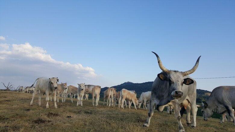 Agroturismo Agriturismo Bio I Rondinelli