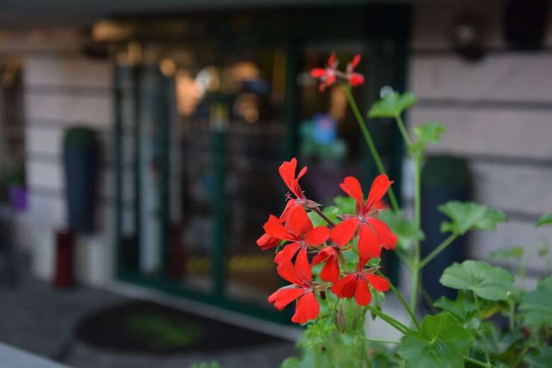 Hotel Mamy