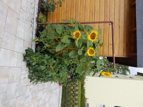 Hostal G�stehaus Steininger