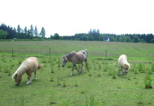 Agroturismo Farm Stay Heidehof