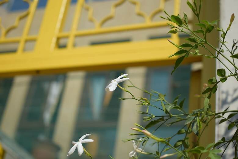 Hotel Damask Rose Lebanese Guest House