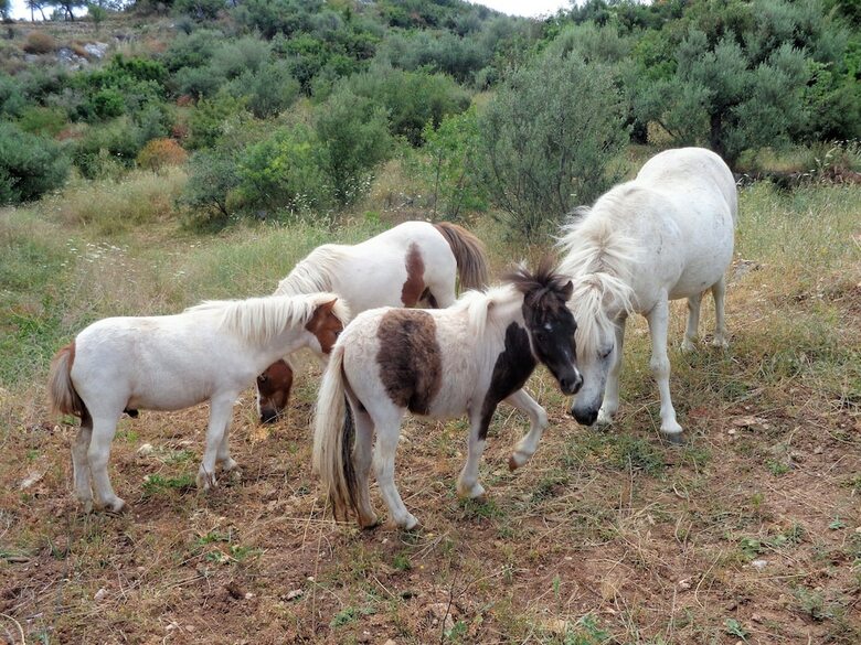 Apartamentos Menina Farm