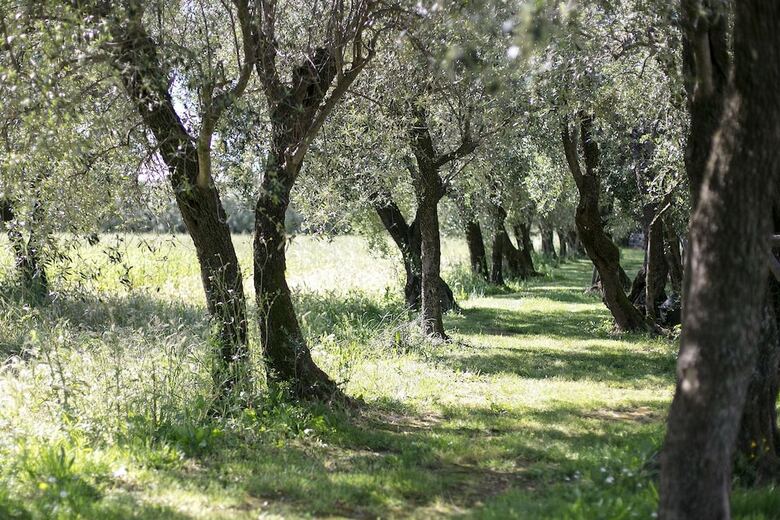 Agroturismo Olimagio