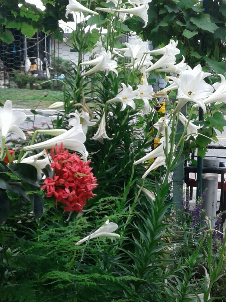 Taitung Linyuan B&B