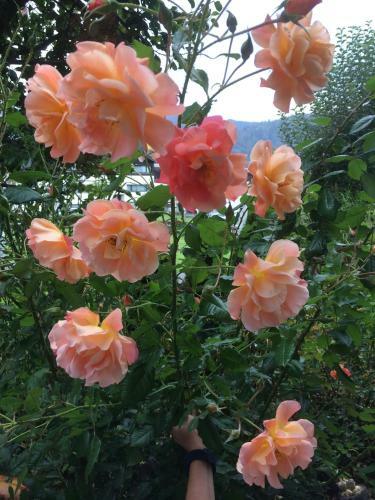 Landhotel Maximilian