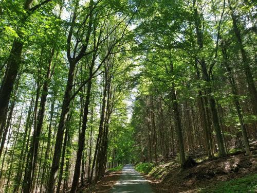 Apartamento Haus Bergblick