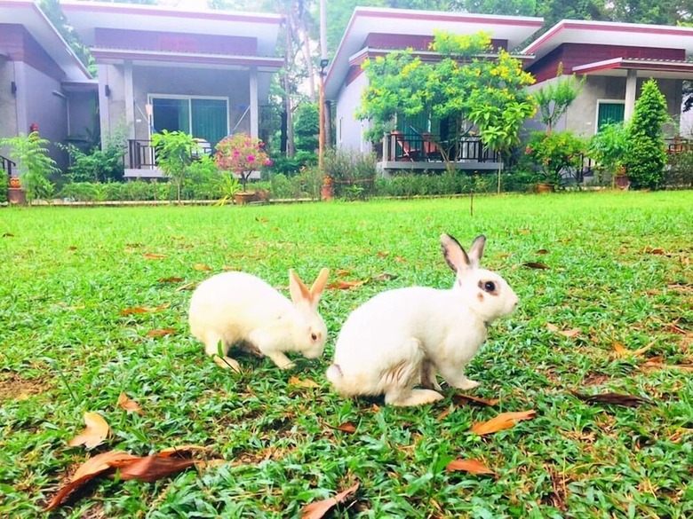 Hotel Pana Long Beach Resort