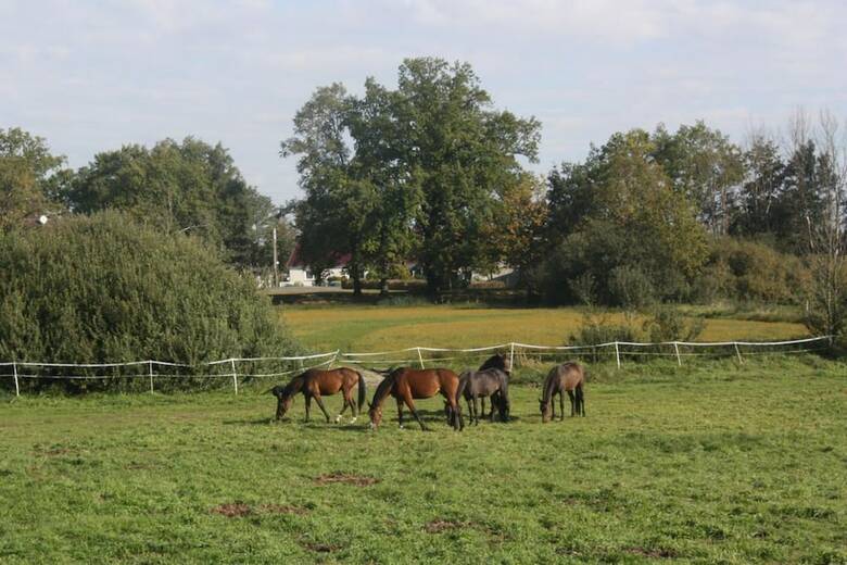 Pension Gutshof Zum Adlernest