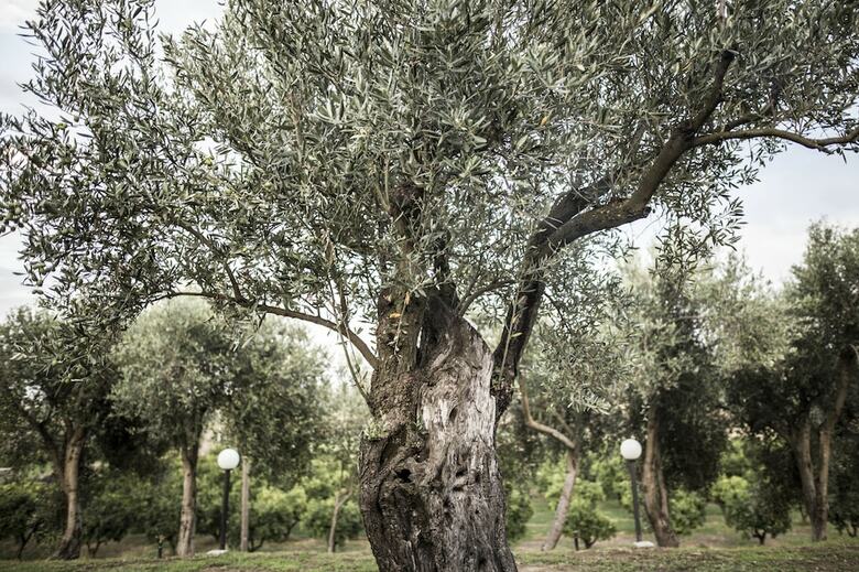 Agroturismo Agriturismo Il Giriatello