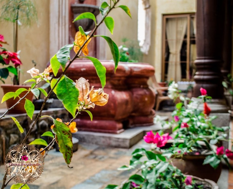 Bed & Breakfast Central Bougainvillea