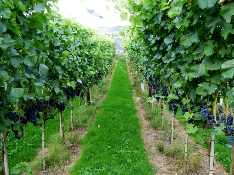 Relaxen Im Winzerdorf Mayscho�