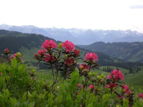 Hostal Gasthof Pension Riedbergerhorn