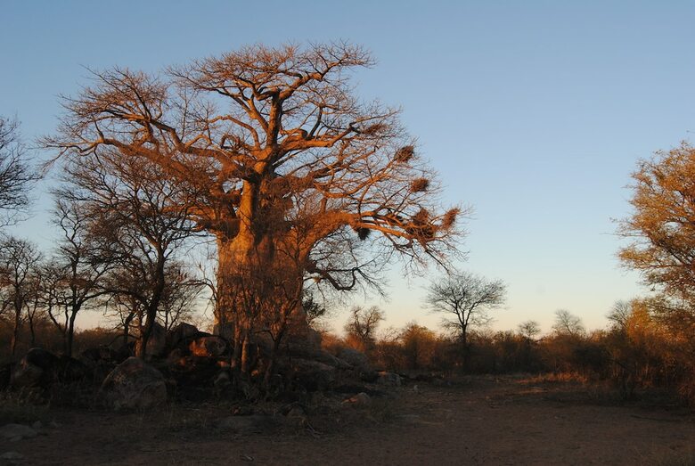Posada Zingela Nature Reserve - Leadwood Lodge