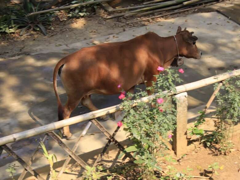 Hotel Ume Mai Chau Eco Homestay