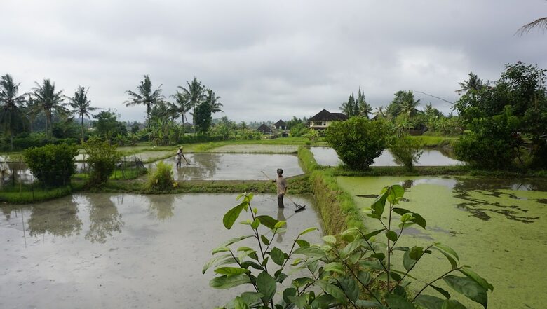 Bed & Breakfast Sari Bamboo Bungalows