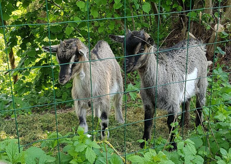 Bed & Breakfast Les Logis De La Maisonnette